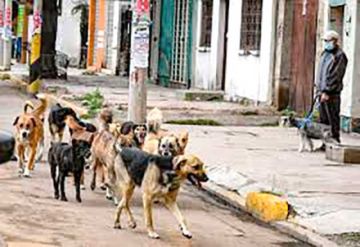 Zoonosis descubre cinco zonas rojas de proliferación de perros