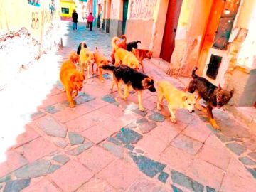 Unidad de Zoonosis continúa con la campaña de esterilización de mascotas