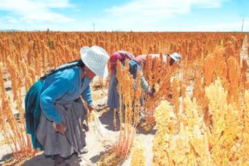 La producción de quinua mejoró por las lluvias y los precios son favorables
