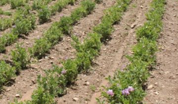 El frío azota también al norte de Potosí, poniendo en riesgo los cultivos 