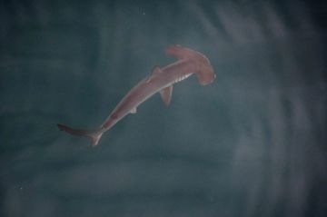 Hallan por primera vez una posible “guardería” de tiburones martillo liso en las Galápagos