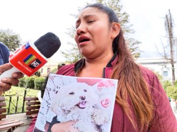 Buscan a Manyula, perrita que sobrevivió al accidente de triple colisión