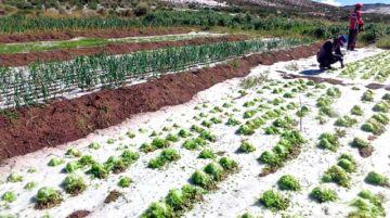 Granizada destruye varios cultivos de trigo en Pocoata