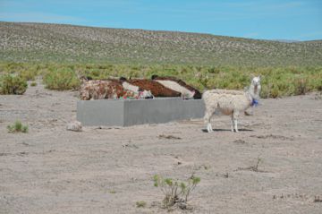 Desciende la temperatura y llegan los vientos al territorio potosino