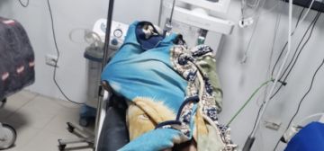 Jauría de perros mata a un indigente en Potosí