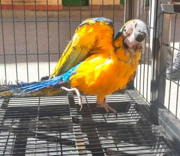 Guacamayo azul se paseaba por cableado de alta tensión