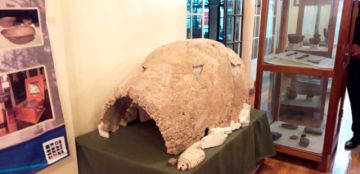 Un caparazón de un criptodonte hallado en cercanías de Manquiri.