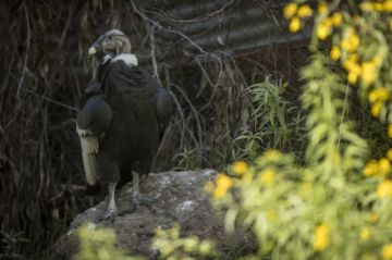 Los esfuerzos para que el cóndor andino siga volando en Bolivia