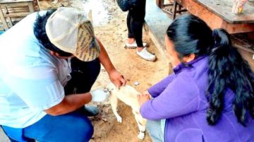 Campaña masiva de vacunación contra la rabia será el 29 y 30 de junio