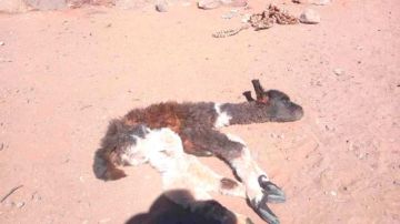 Puma andino ataca a animales de corral en Belén de Urmiri