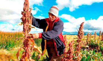 El precio de la quinua  se estabiliza tras caída  en mercado mundial
