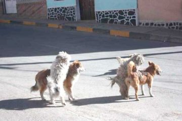 Prevén multa de Bs 250 a 300 para dueños que abandonen a mascotas