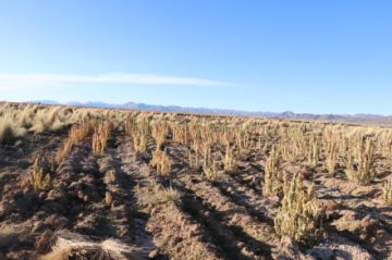 Bolivia tiene a más de 8.490 familias damnificadas por la sequía y 17.776 por heladas 