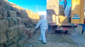 Entregarán forraje para evitar muerte de camélidos