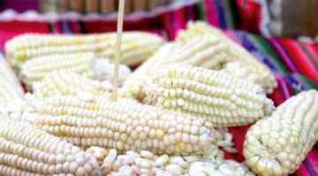 Tupiza buscará implementar una planta procesadora de maíz