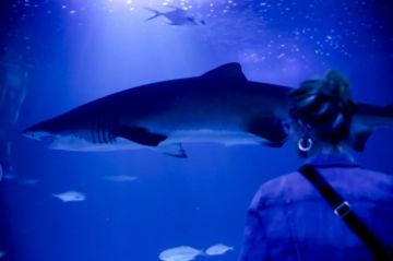 Detectan tiburones intoxicados con cocaína “por primera vez en el mundo” en Brasil