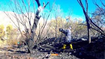 Incendio forestal causa  muerte de animales y destruye 23 hectáreas