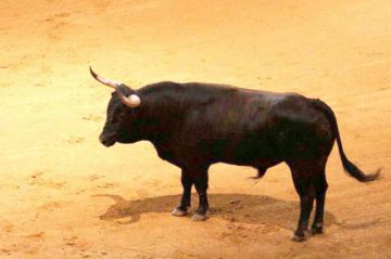 Un toro atacó a su amo y casi le saca el miembro viril en población potosina