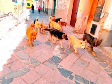 Proyectan ley de castración de canes vagabundos en Potosí
