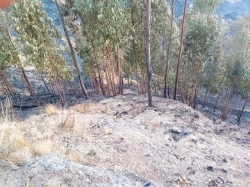 Algunos árboles forestales. 