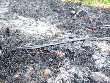 Se reportó la quema de un vivero, herramientas, árboles frutales entre otros. 
