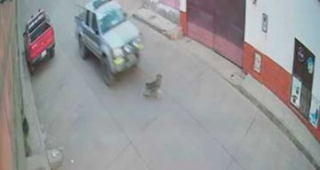 La supuesta muerte de un perro arrollado enciende las redes sociales