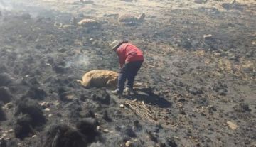 Devastación y Muerte: Incendio forestal arrasa con casi un centenar de animales en Pocoata