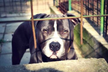 Zoonosis retiene a dos pitbulls que mataron a tres perros en Potosí