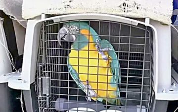 Repatrian 14 parabas Barba Azul a Bolivia