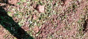 Primeras granizadas ocasionan la pérdida de 18 hectáreas de cultivo