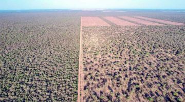 Chaco argentino agoniza  por la deforestación ilegal