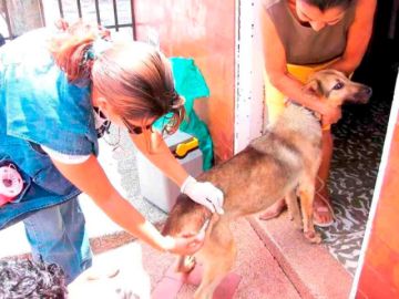 Apelan a la esterilización masiva para descender población canina