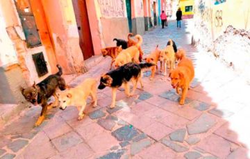 Detectan un nuevo caso de rabia canina en el municipio potosino