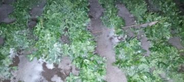 Lluvias y granizo anegaron cultivos en el norte de Potosí
