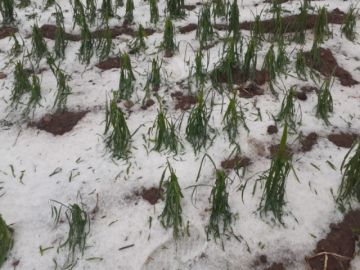Lluvias y granizo anegaron cultivos en el norte de Potosí