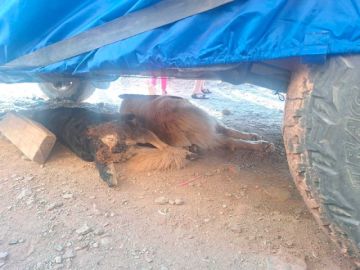 Continúan muriendo perros en San Vicente  