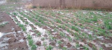 Granizada afecta cultivos de 250 familias en la ciudad de Villazón
