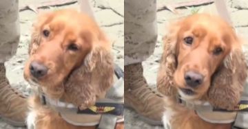 ‘Choco’, el can de rescate que localizó el cuerpo de Camila en Bajo Llojeta