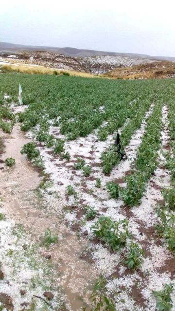 Las precipitaciones sólidas acabó con hectáreas de haba, papa y huertos frutales.
