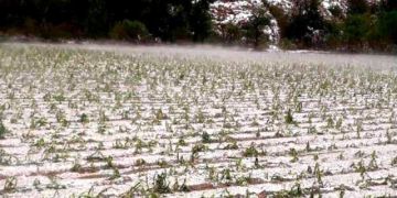 Los pobladores de Caltapi demandan apoyo por daño agrícola por granizo