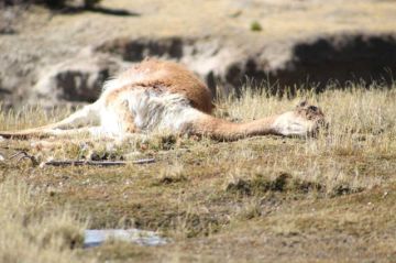 En Tomave se denuncia caza ilegal y masiva de las vicuñas