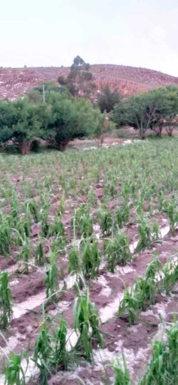 Las granizadas afectaron al municipio de Yocalla