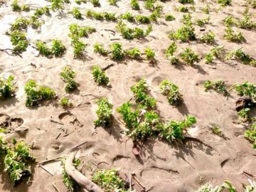 Desastres afectaron a más del 60% de los municipios