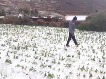 Granizadas afectan cultivos de varios municipios potosinos