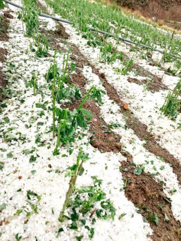 Crece daños por granizada y 17 municipios están en emergencia 