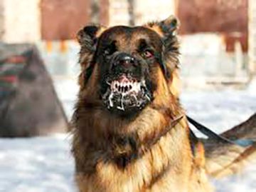 Potosí cierra la gestión con apenas tres casos positivos de rabia canina 
