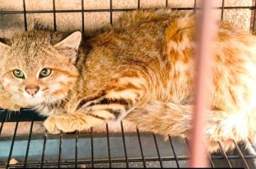 Rescate de un gato montés: será devuelto a su hábitat natural