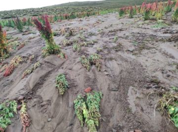 Reportan pérdidas en la producción de quinua por las lluvias en el sudoeste