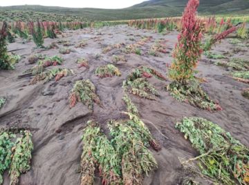 Reportan pérdidas en la producción de quinua por las lluvias en el sudoeste