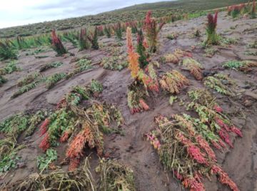 Reportan pérdidas en la producción de quinua por las lluvias en el sudoeste